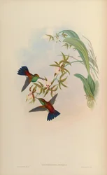 Amazilia tobaci erythronotos